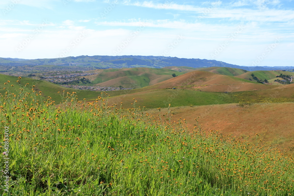 Fiddleneck wildflowers blooming on the hills near San Ramon, California