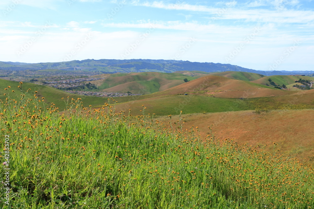 Fiddleneck wildflowers blooming on the hills near San Ramon, California Fiddleneck wildflowers blooming on the hills near San Ramon, California