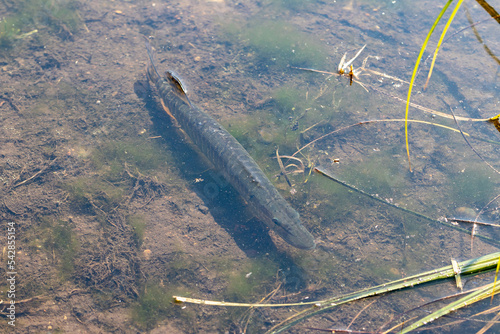 Young pike (lat.Esox lucius) froze in warm water in shallow water