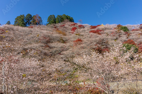 川見四季桜の里
