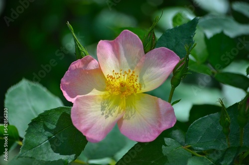 Closeup of a Chinese rose (Mutabilis) growing on a green shrub in a garden photo