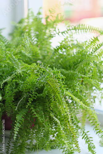 Nephrolepsis biserrata green leafs fern. home potted plant. vertical photo