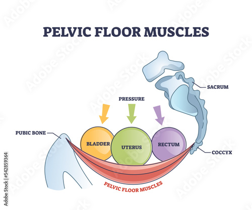 Pelvic floor muscles anatomy with hip muscular body parts outline diagram. Labeled educational scheme with skeletal pubic bone, coccyx and bladder, uterus or rectum organ location vector illustration. photo