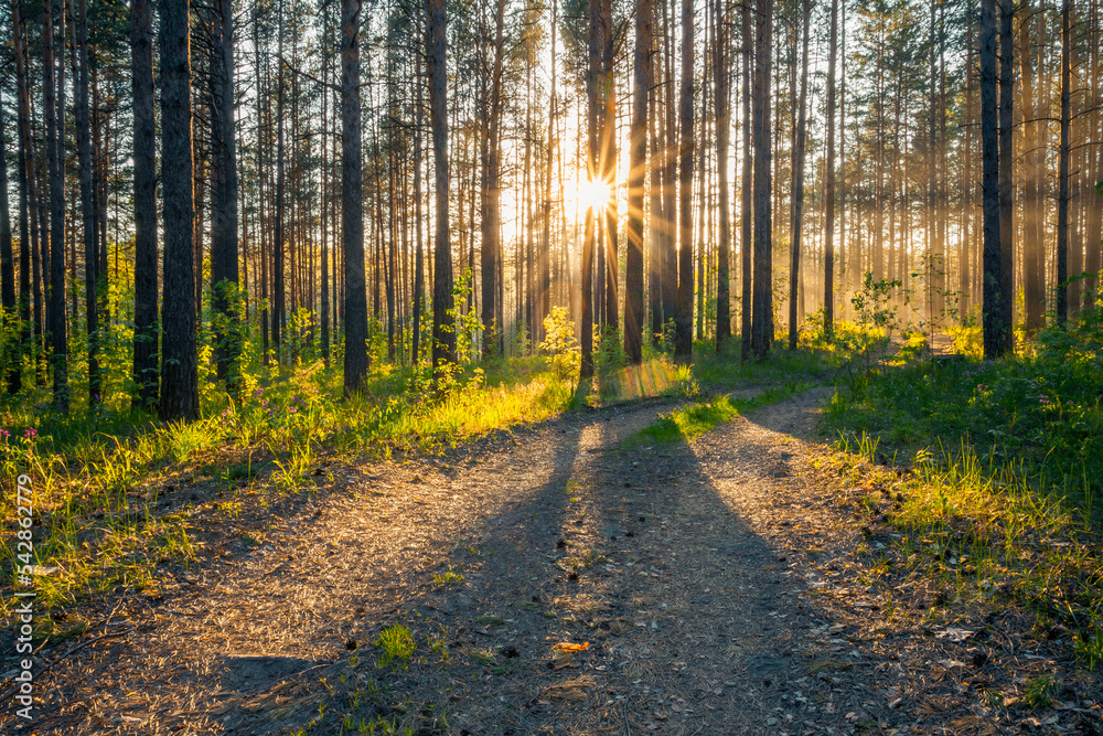 Obraz premium sunset in the forest