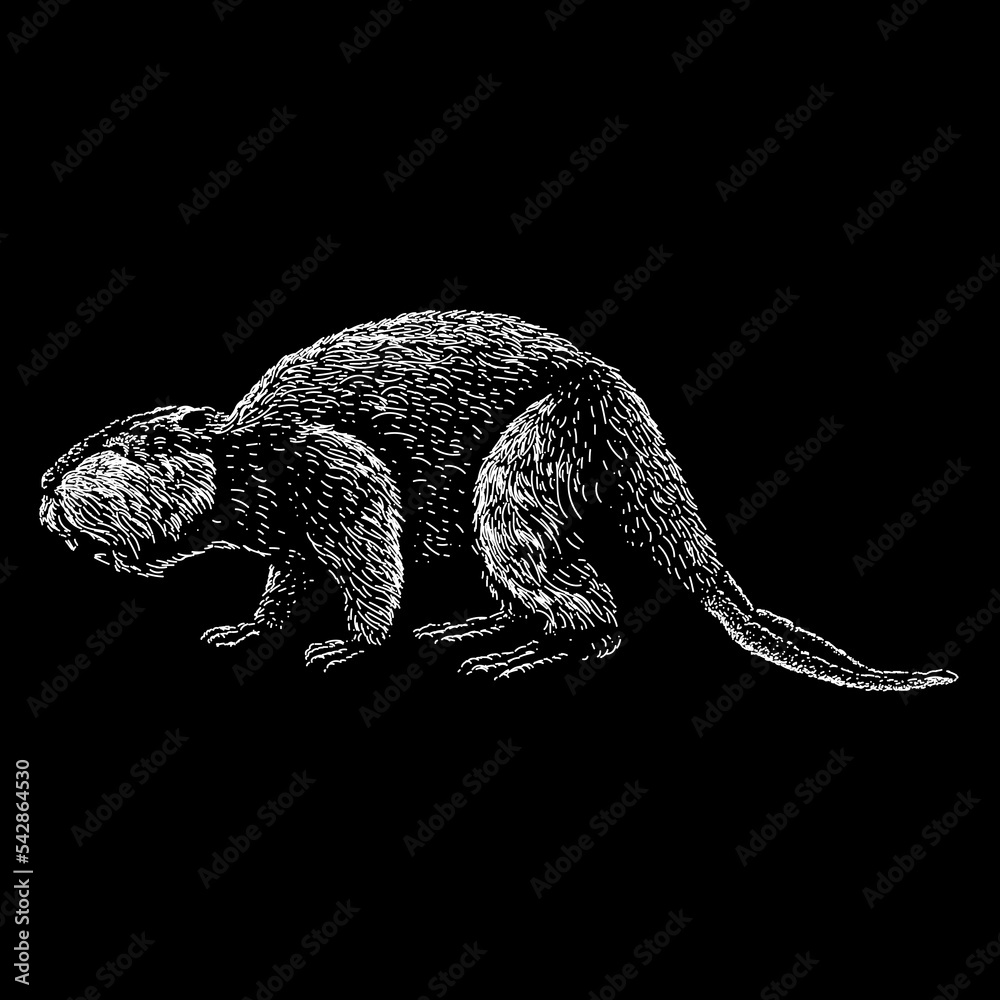 Obraz premium Giant Beaver hand drawing vector isolated on black background.