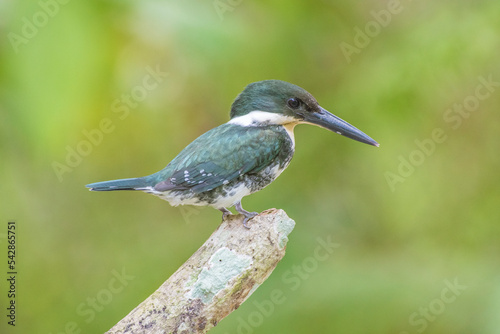A female Green kingfisher (Chloroceryle americana) waiting patiently on a branch that comes out of the surface of a pond waiting for her next prey © Daniele