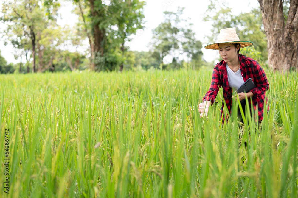 young asian agronomist farmer smiling and holding mobile smart tablet young asian agronomist farmer smiling and holding mobile smart tablet