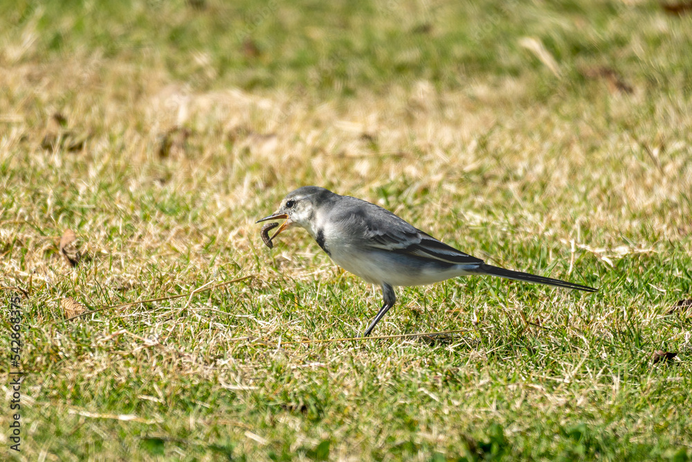Close-up of a black-backed wagtails walking in the grass Close-up of a black-backed wagtails walking in the grass