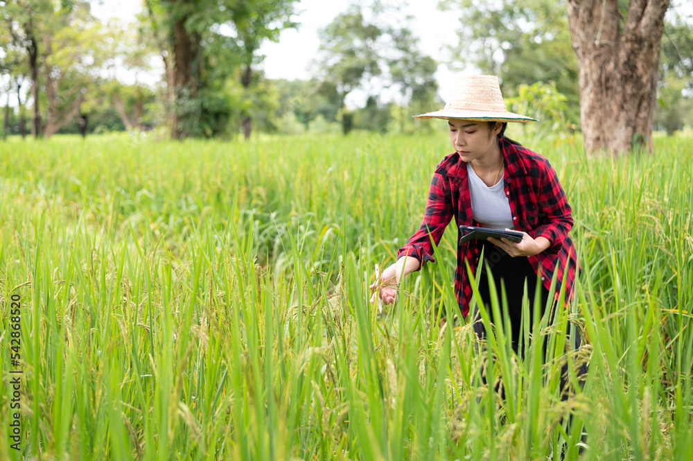young asian agronomist farmer smiling and holding mobile smart tablet young asian agronomist farmer smiling and holding mobile smart tablet