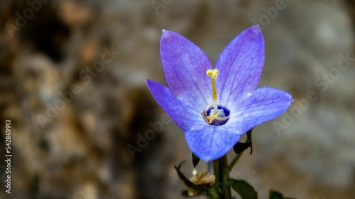 Selective focus of a harebell (Campanula rotundifolia)
