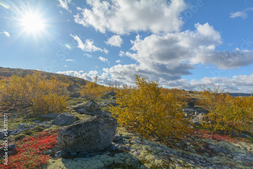 Tundra with hills and trees with yellow leaves.