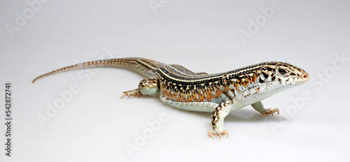 Ornate Girdled Lizard // Fleckenschildechse, Schmuck-Ringelschildechse (Zonosaurus ornatus) - Madagascar photo