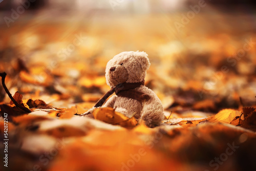 Rear view Teddy bear doll sitting on autum leaves at footpath. Black view lost bear toy looking out on the bicycle path, Lonely ted sitting alone at woodland, International missing children's day © alexkich