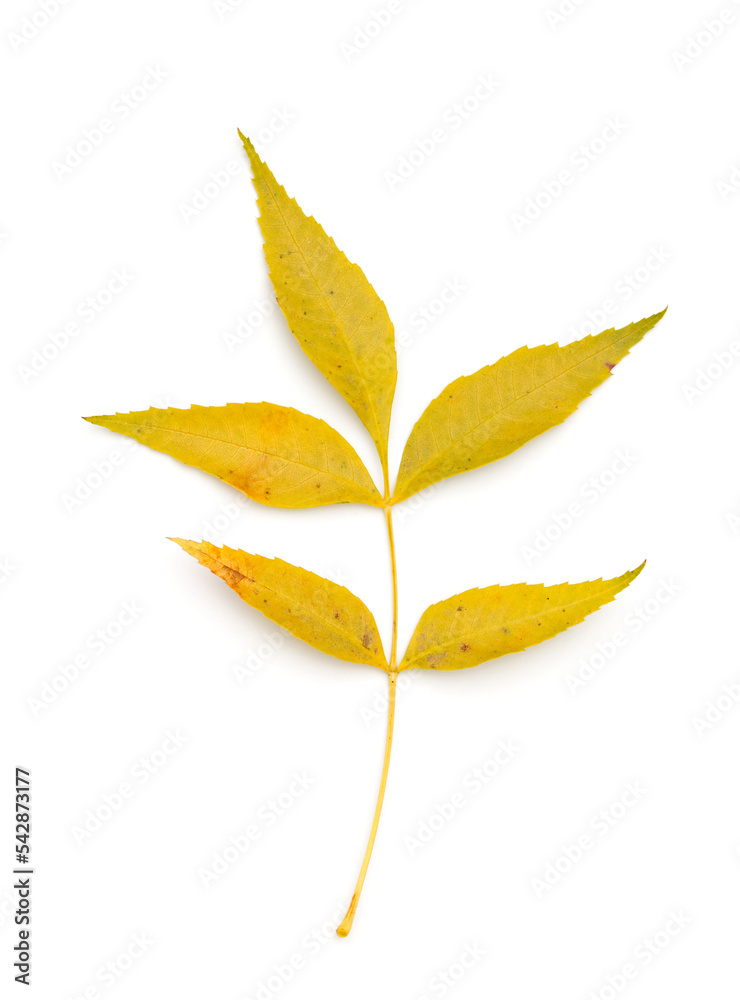 Autumn leaves isolated on white background