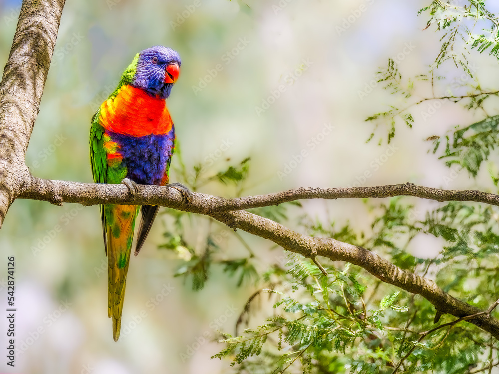 Lorikeet Sunny Lorikeet Sunny