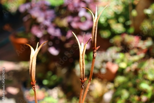 Inkarwilla zwarta Incarvillea compacta