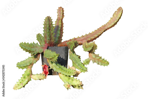 Huernia zebrina cactus plant on white background.isolated