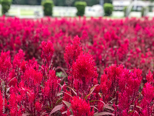 Beautiful Celosia pink flower in the field.