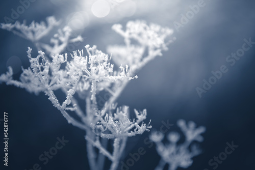 Frost-covered plants on the shore of lake. Winter nature background