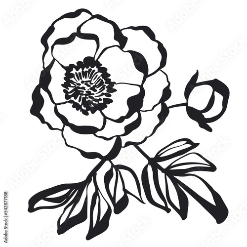 Peony flower with leaf and ...