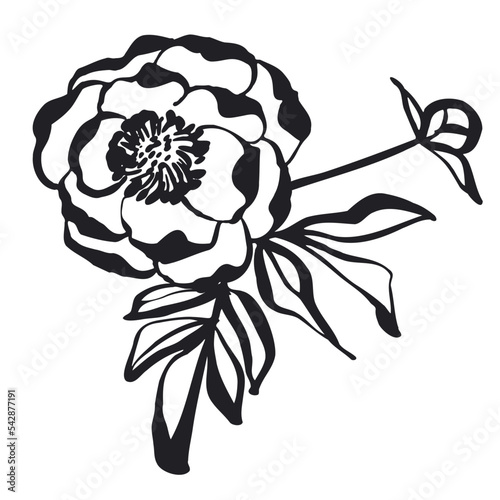 Peony flower with leaf and ...