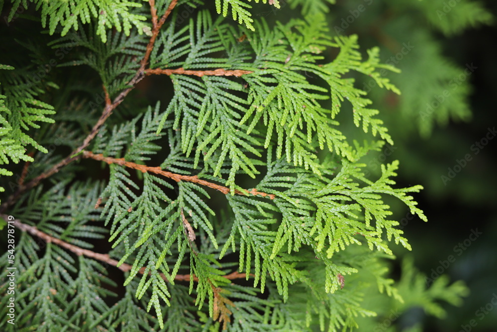 Fototapeta premium Thuja occidentalis. Green thuja tree branches, background.