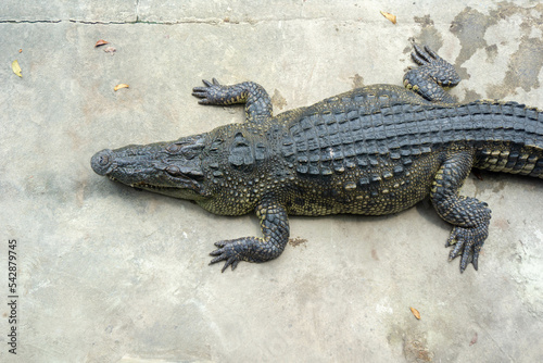 Close up crocodile