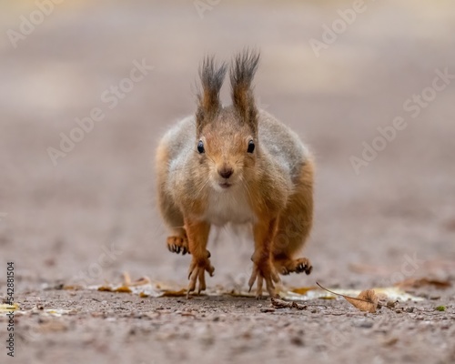Obraz na płótnie Beautiful fluffy red squirrel runs on the ground w salonie