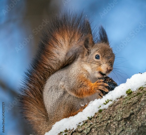 Beautiful fluffy red squirrel eats a nut