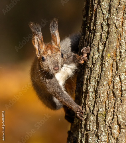 Beautiful fluffy red squirrel in pakre on a tree