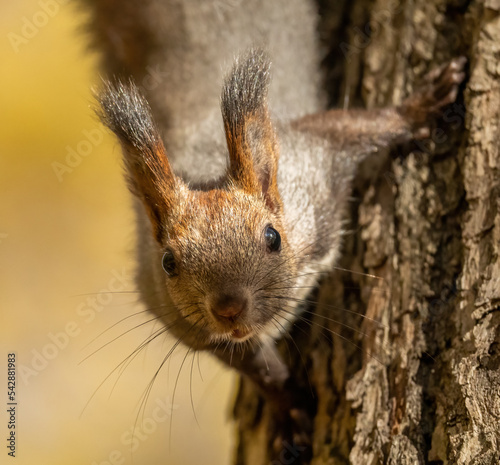 Beautiful fluffy red squirrel in pakre on a tree © kotopalych