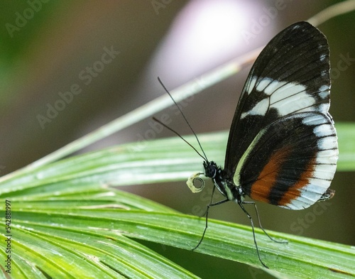 Macro profile shot of a Sara Longwing butterfly on a green leaf