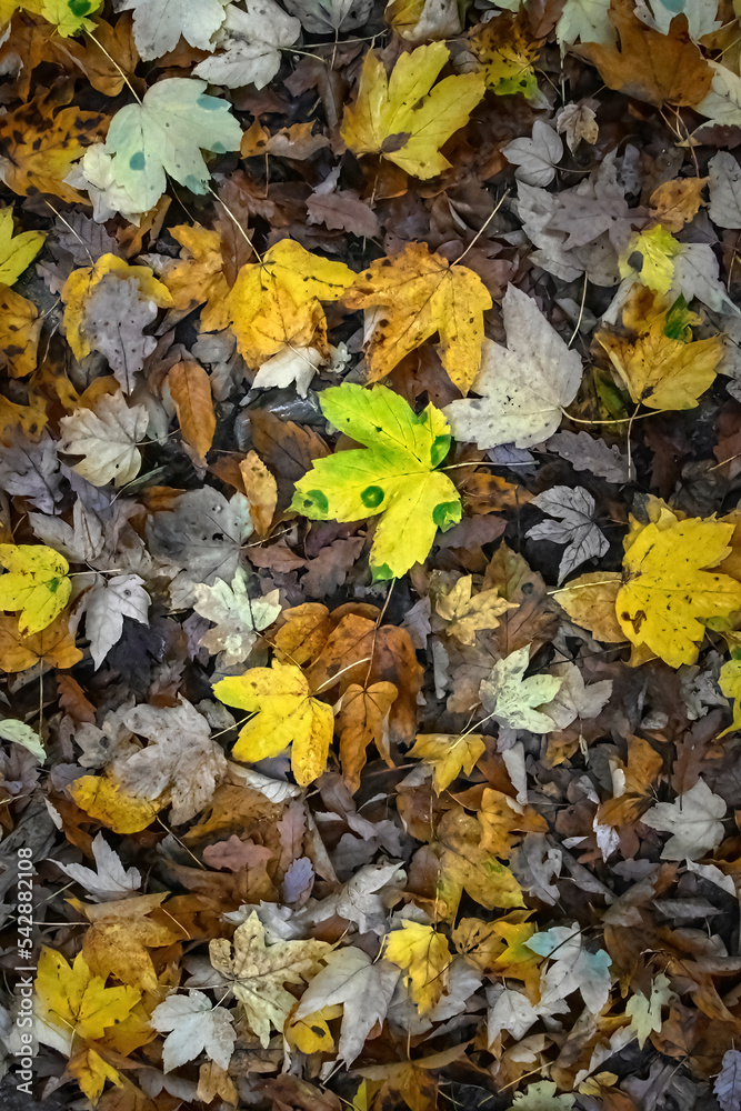 yellow green brown autumn leaves in the forest