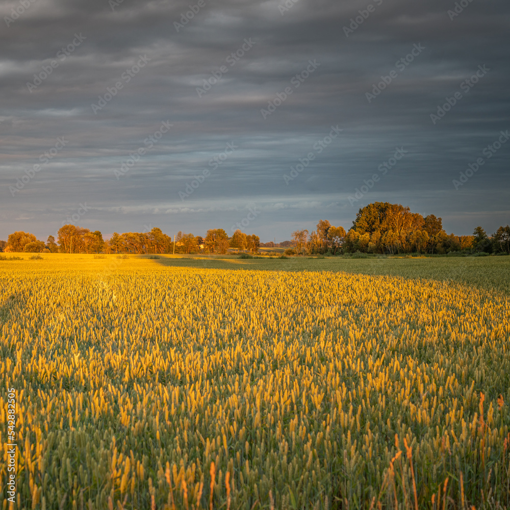 Obraz premium Harvest time