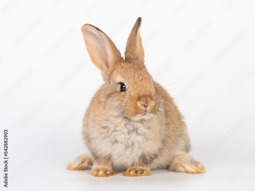 Front view of baby brown rabbit sitting on white background. Lovely action of young rabbit.