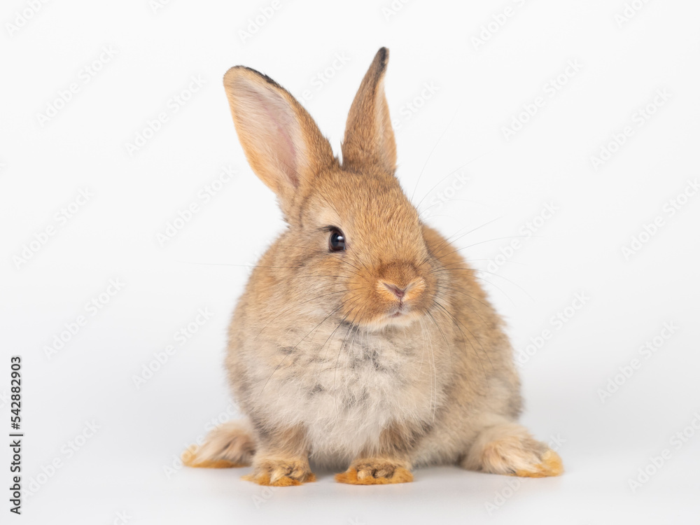 Front view of baby brown rabbit sitting on white background. Lovely action of young rabbit. Front view of baby brown rabbit sitting on white background. Lovely action of young rabbit.