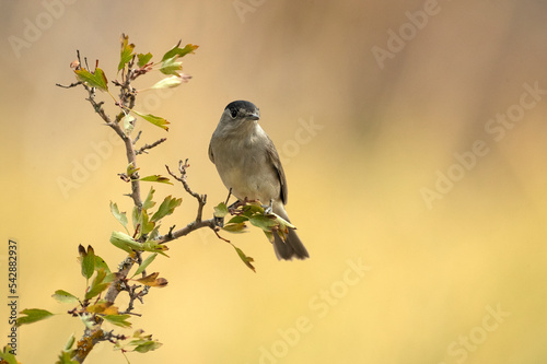 Common whitethroat male on a perch in a Mediterranean forest with the first light of an autumn day