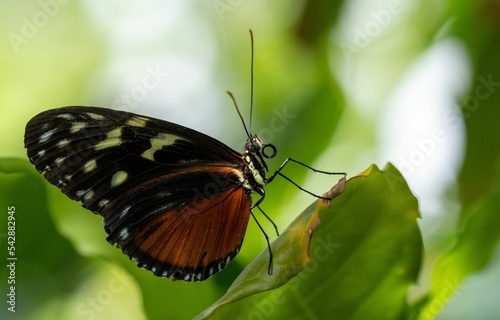 Macro profile shot of a Tithorea butterfly on a green leaf photo