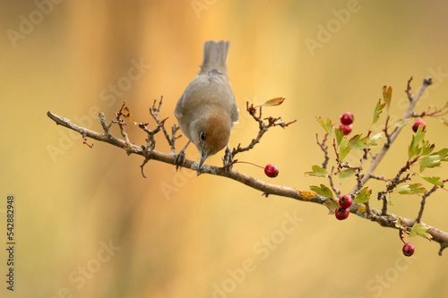 Female of Common whitethroat in an innkeeper within a Mediterranean forest of pines and oaks in autumn with the first light of the morning photo