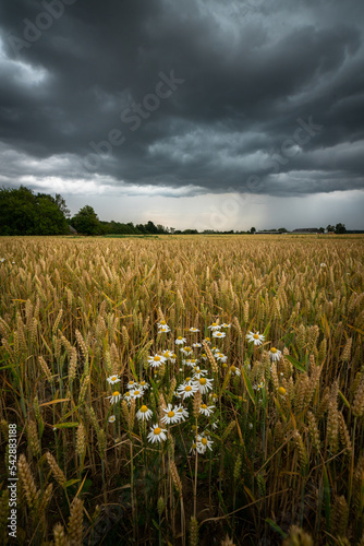 Field of corn photo