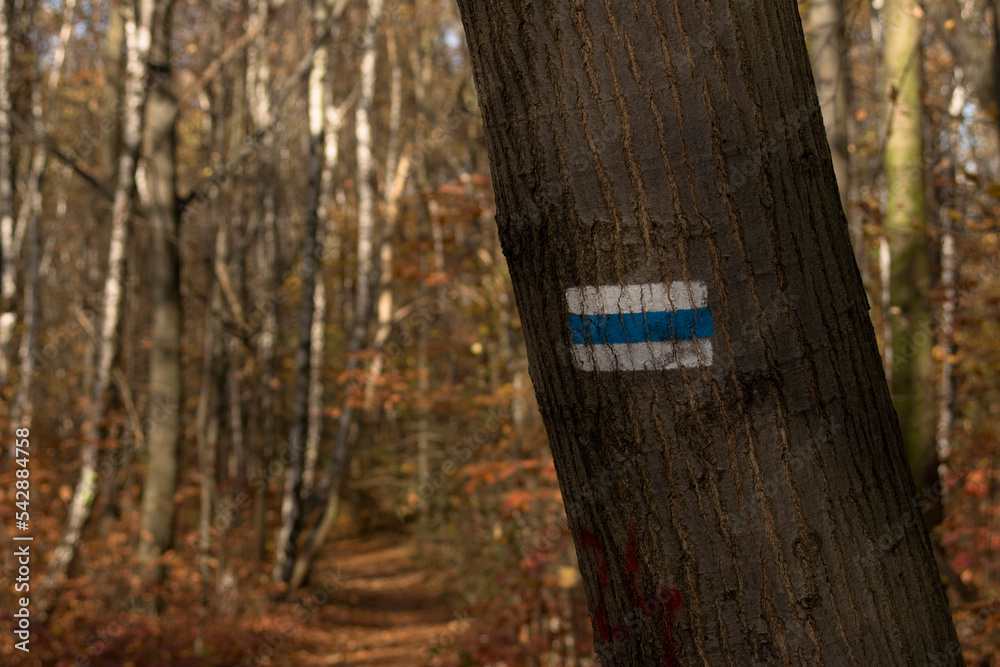 Niebieski szlak namalowany na drzewie. Las jesienią. - obrazy, fototapety, plakaty 