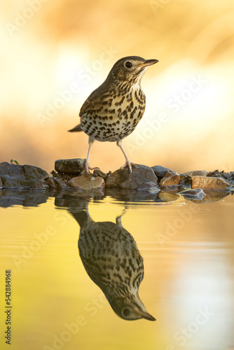 Song thrush at a water point in a Mediterranean forest with the first light of an autumn day