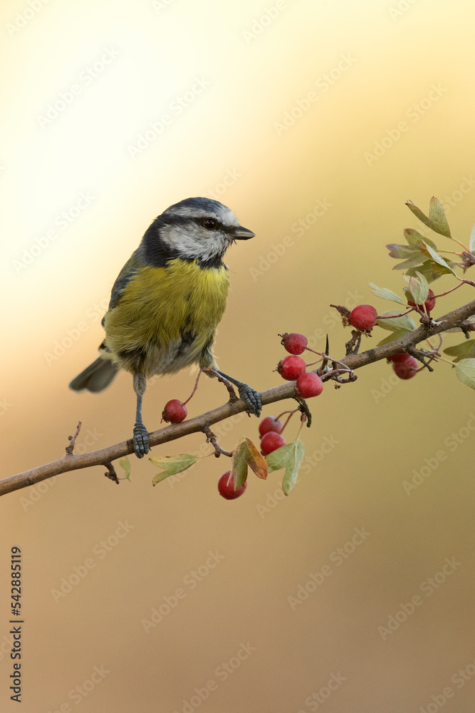 Obraz premium Blue tit on a hawthorn branch with red berries with the lights of dawn in a Mediterranean forest in autumn