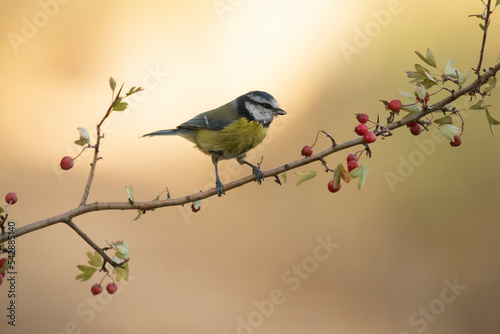Blue tit on a hawthorn branch with red berries with the lights of dawn in a Mediterranean forest in autumn