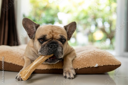 Картината върху платно French bulldog with rawhide bone lying on a pillow