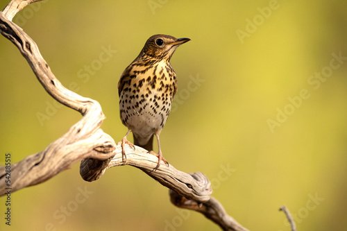 Song thrush in a Mediterranean forest with the last light of an autumn day photo