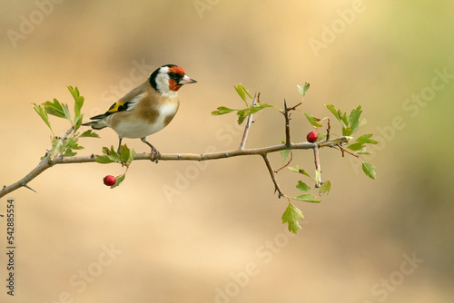 European goldfinch on a hawthorn branch with red berries with the lights of dawn in a Mediterranean forest in autumn © Jesus