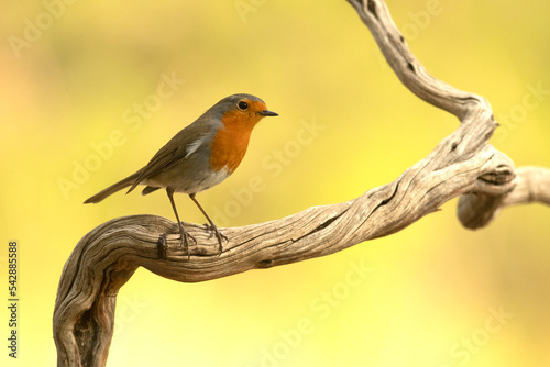 European robin at a natural water point in a Mediterranean forest at first light on an autumn day