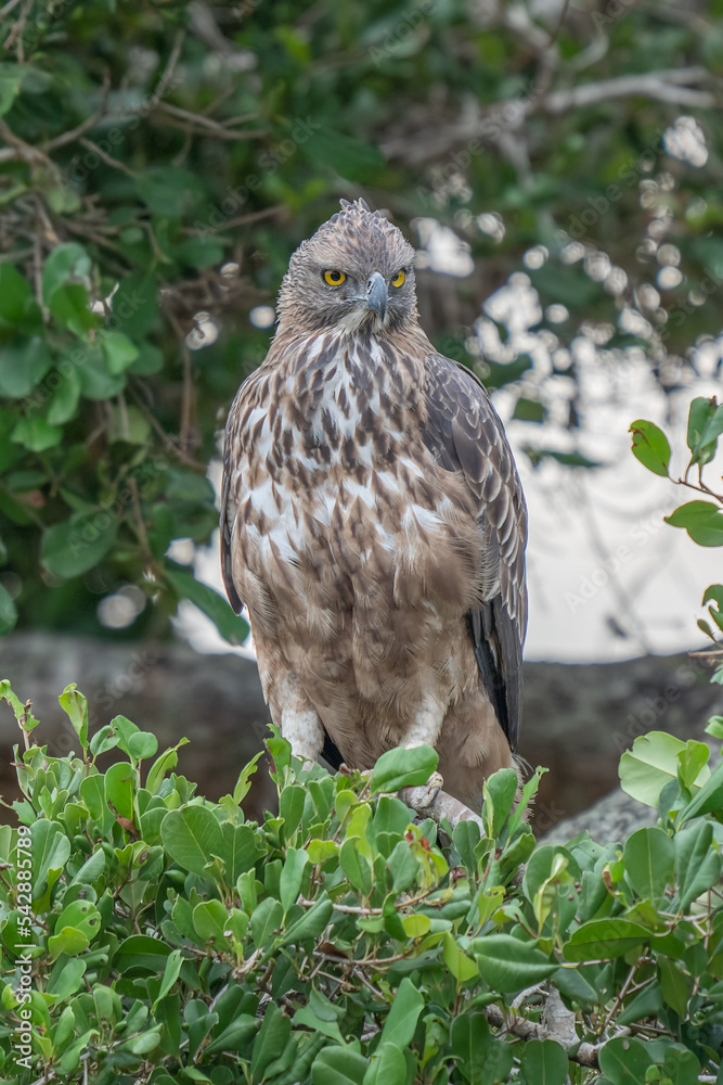 Crested hawk eagle perched in a branch Crested hawk eagle perched in a branch