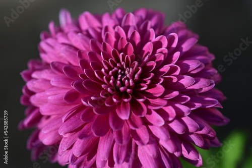 Chrysantheme
